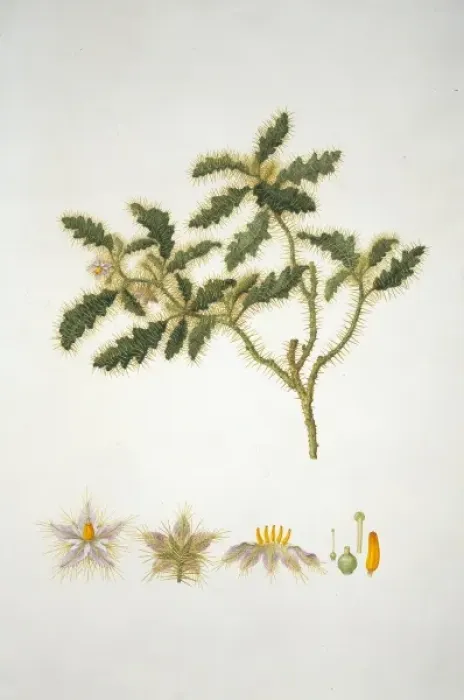 Framed Print : Solanum hystrix, Afghan thistle Framed Print : Solanum hystrix, Afghan thistle