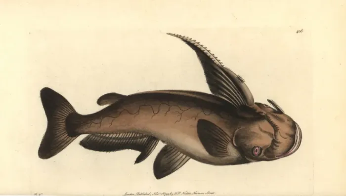 Framed Print : Soldier catfish, Osteogeneiosus militaris Framed Print : Soldier catfish, Osteogeneiosus militaris