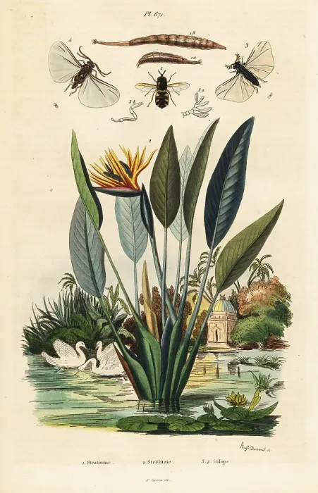 Framed Print : Soldierfly, crane flower Framed Print : Soldierfly, crane flower