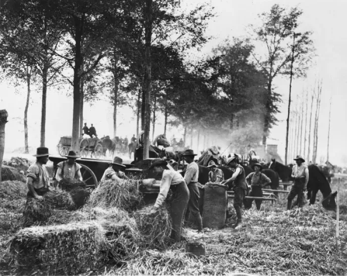 Framed Print : Soldiers cutting hay Framed Print : Soldiers cutting hay