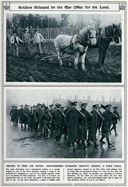 Soldiers released by the War Office for land 1917