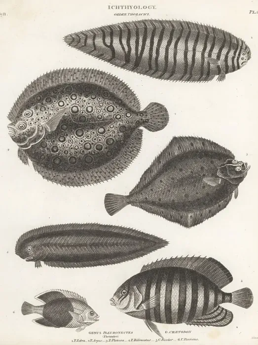 Framed Print : Sole, plate fish, plaice, tongue fish, angelfish, etc Framed Print : Sole, plate fish, plaice, tongue fish, angelfish, etc