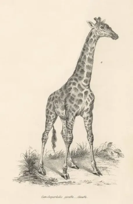 Framed Print : A Solitary Giraffe / C19 Framed Print : A Solitary Giraffe / C19