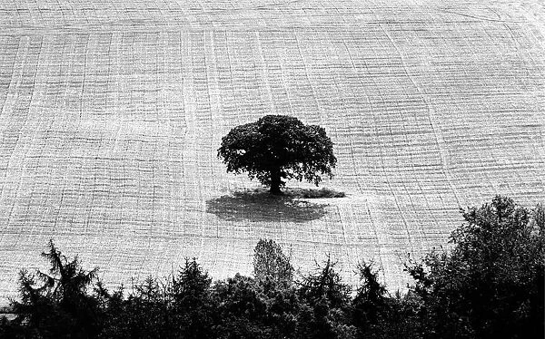 Solitary oak tree in harvested corn field in Malvern Hills