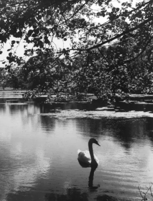 Framed Print : Solitary Swan Framed Print : Solitary Swan