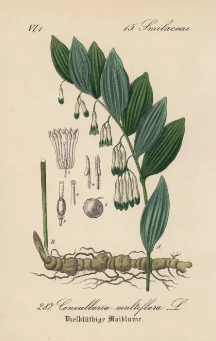 Framed Print : Solomons seal, Polygonatum multiflorum Framed Print : Solomons seal, Polygonatum multiflorum