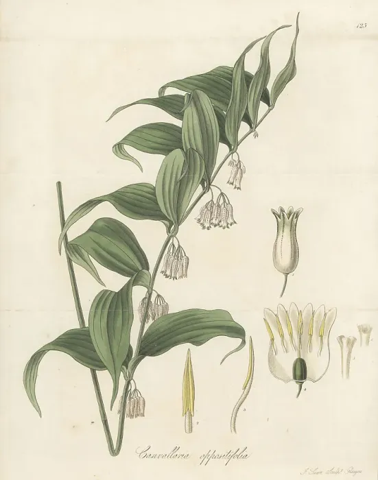Framed Print : Solomon's Seal, Polygonatum oppositifolium Framed Print : Solomon's Seal, Polygonatum oppositifolium