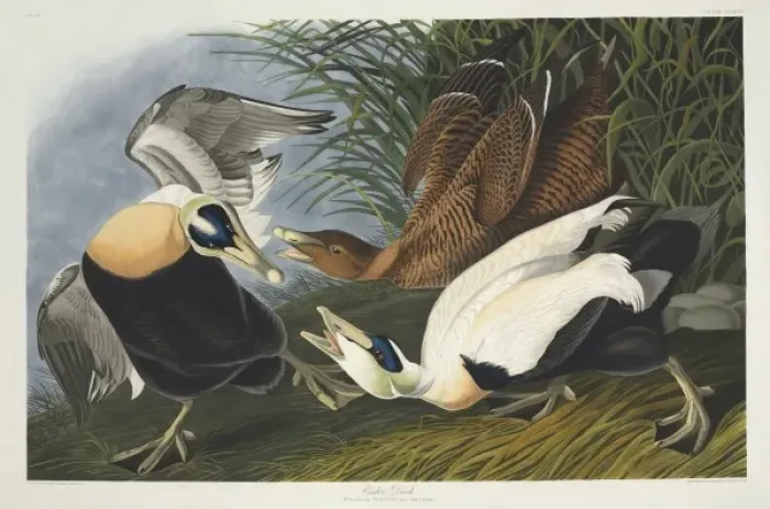 Framed Print : Somateria mollissima, common eider Framed Print : Somateria mollissima, common eider