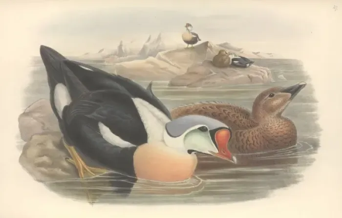 Framed Print : Somateria spectabilis, king eider Framed Print : Somateria spectabilis, king eider
