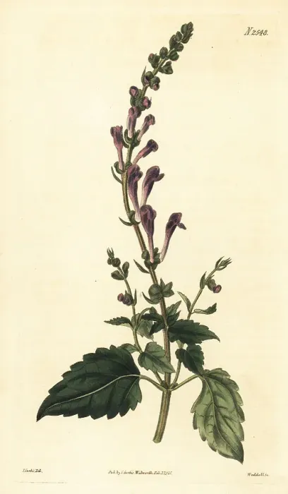 Framed Print : Somerset skullcap, Scutellaria altissima Framed Print : Somerset skullcap, Scutellaria altissima
