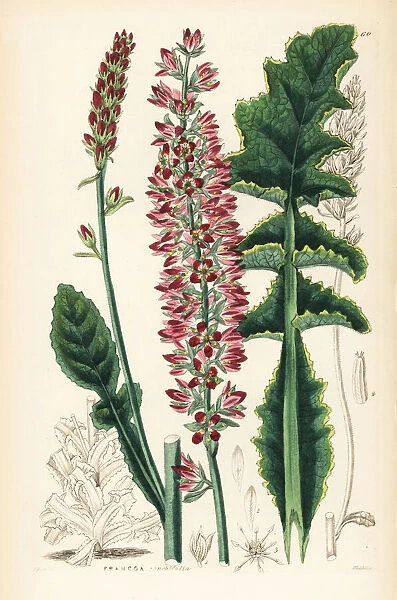 Sonchus-leaved francoa or bridalwreath, Francoa sonchifolia