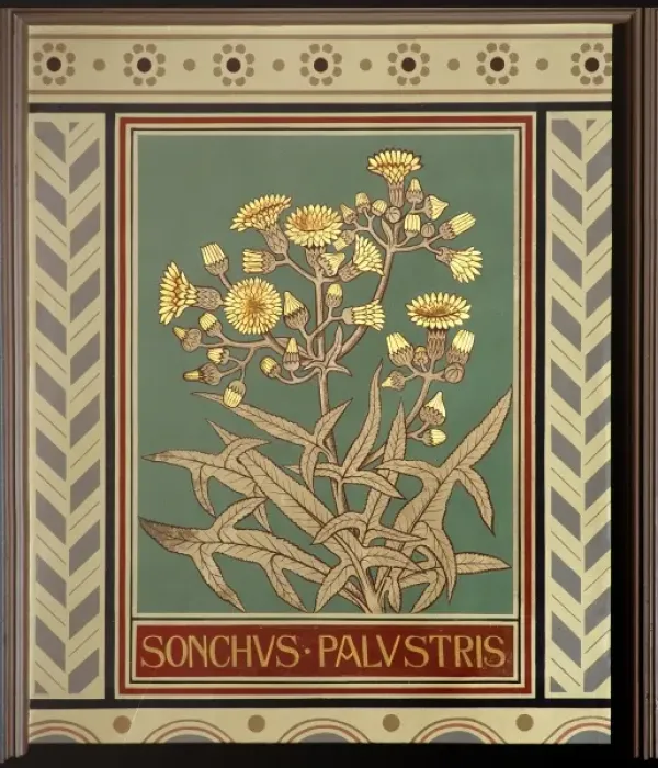 Framed Print : Sonchus palustris, marsh sow-thistle Framed Print : Sonchus palustris, marsh sow-thistle
