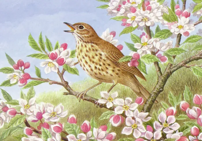 Framed Print : Song Thrush Framed Print : Song Thrush
