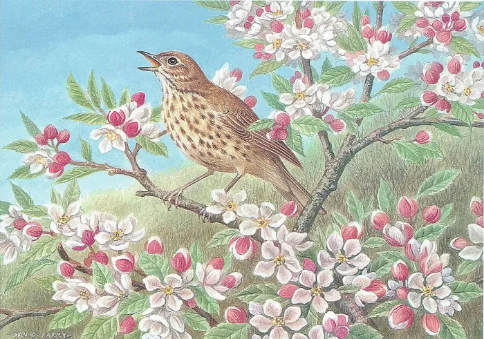 Framed Print : Song thrush British Birds Watercolour painting Framed Print : Song thrush British Birds Watercolour painting