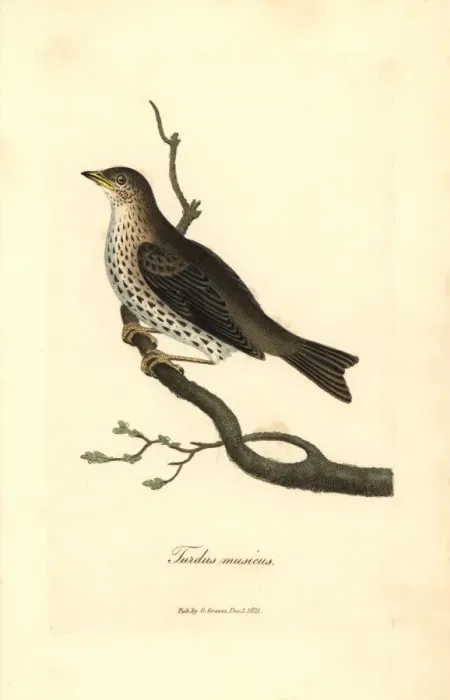 Framed Print : Song thrush, Turdus philomelos Framed Print : Song thrush, Turdus philomelos