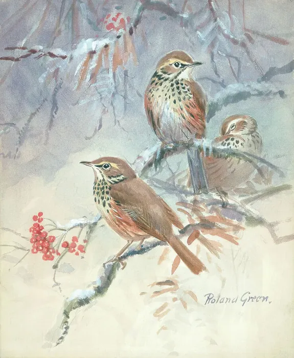 Framed Print : Three Song Thrushes Framed Print : Three Song Thrushes