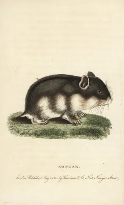 Framed Print : Songar rat, Mus songarus Framed Print : Songar rat, Mus songarus