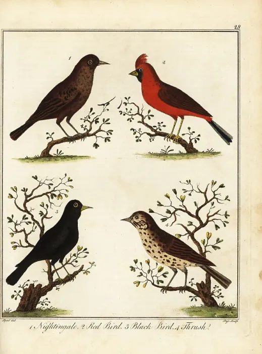 Framed Print : Songbirds: nightingale, red bird, black bird and thrush Framed Print : Songbirds: nightingale, red bird, black bird and thrush
