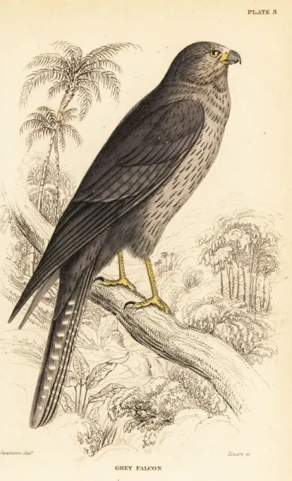 Framed Print : Sooty falcon, Falco concolor Framed Print : Sooty falcon, Falco concolor