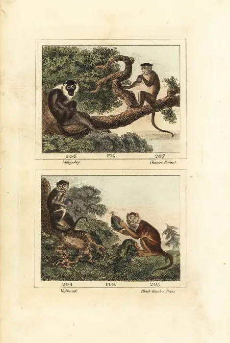 Framed Print : Sooty mangabey, toque macaque, yellow baboon and patas monkey Framed Print : Sooty mangabey, toque macaque, yellow baboon and patas monkey