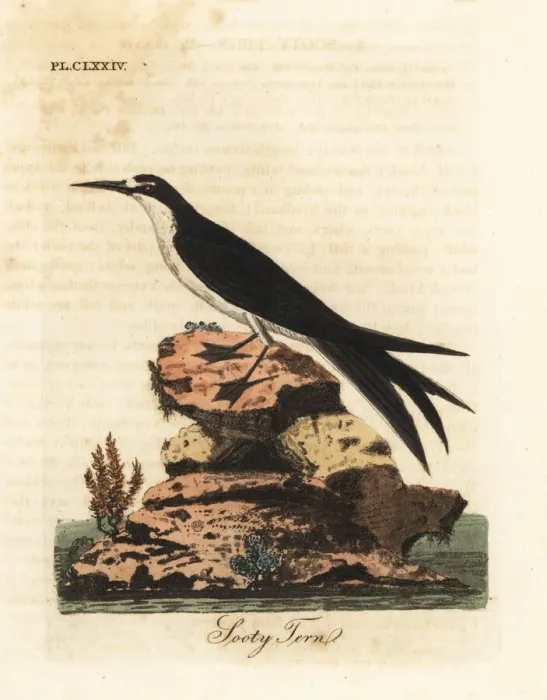 Framed Print : Sooty tern, Onychoprion fuscatus Framed Print : Sooty tern, Onychoprion fuscatus