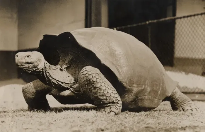 Framed Print : Sopa, giant tortoise, 1933 Framed Print : Sopa, giant tortoise, 1933