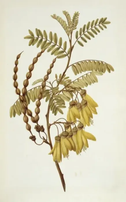 Framed Print : Sophora tetraptera, yellow kowhai Framed Print : Sophora tetraptera, yellow kowhai