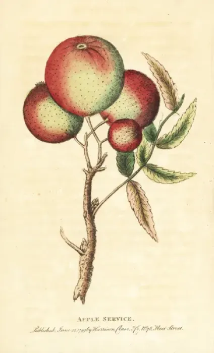 Framed Print : Sorb apples from a service tree, Sorbus domestica Framed Print : Sorb apples from a service tree, Sorbus domestica
