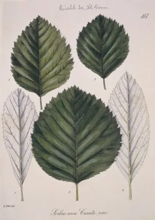 Framed Print : Sorbus aria Crantz L. 117, whitebeam Framed Print : Sorbus aria Crantz L. 117, whitebeam