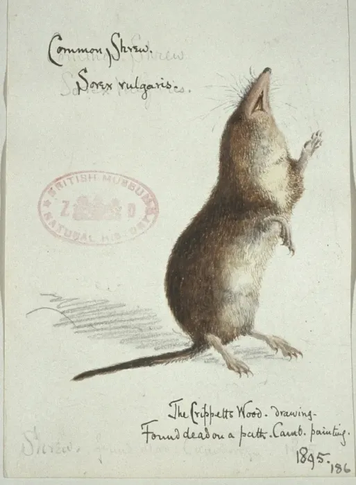 Framed Print : Sorex araneus, Eurasian shrew Framed Print : Sorex araneus, Eurasian shrew
