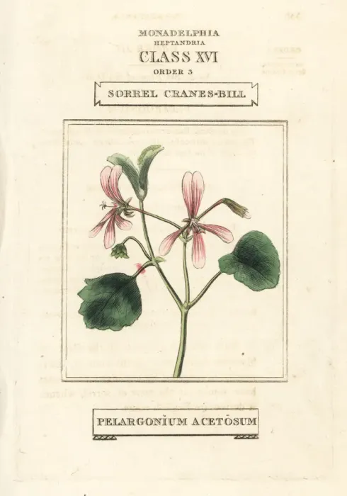 Framed Print : Sorrel cranes-bill, Pelargonium acetosum Framed Print : Sorrel cranes-bill, Pelargonium acetosum