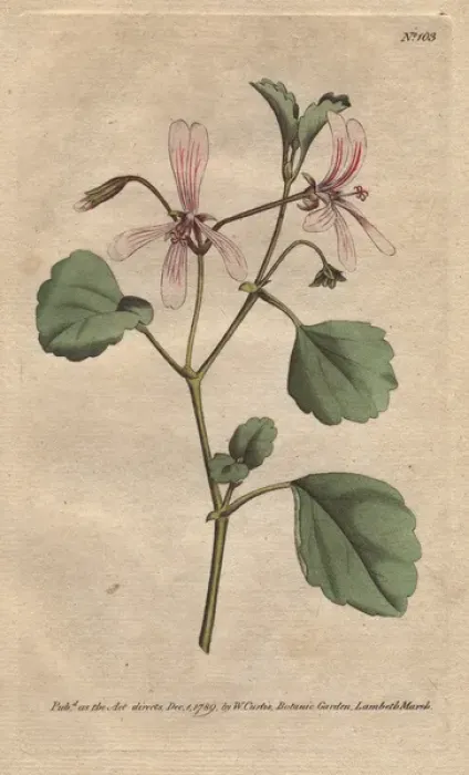 Framed Print : Sorrel cranes bill with pink veined flowers Framed Print : Sorrel cranes bill with pink veined flowers
