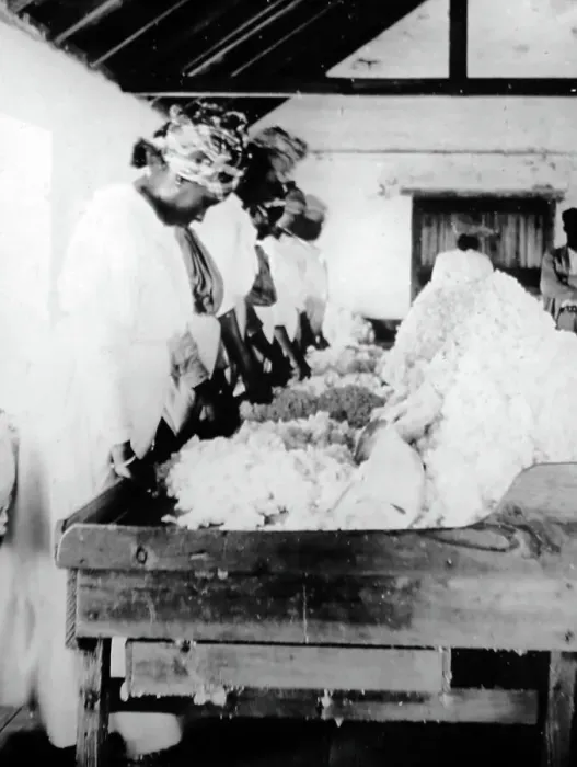 Framed Print : Sorting and cleaning cotton in St Vincent early 1900s Framed Print : Sorting and cleaning cotton in St Vincent early 1900s