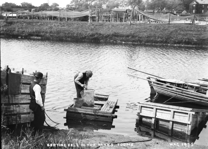 Framed Print : Sorting Eels in the Tanks, Toome Framed Print : Sorting Eels in the Tanks, Toome