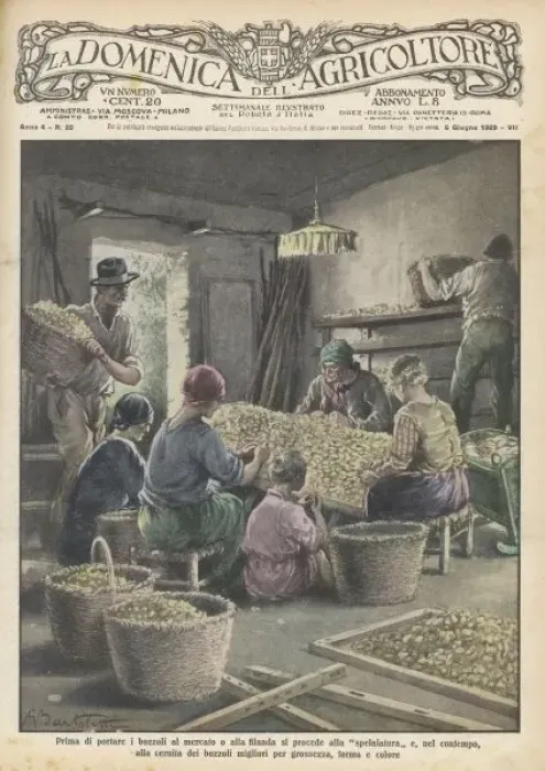 Framed Print : Sorting Silk Cocoons Framed Print : Sorting Silk Cocoons