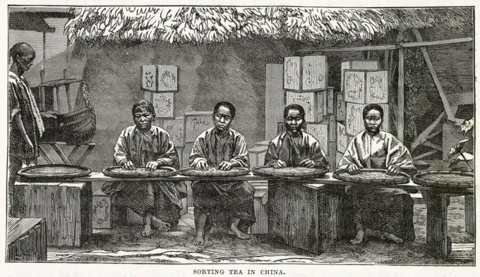 Framed Print : Sorting tea, China Framed Print : Sorting tea, China