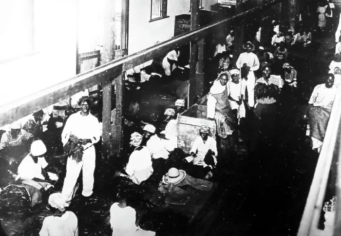 Framed Print : Sorting tobacco, St Catherine, Jamaica, early 1900s Framed Print : Sorting tobacco, St Catherine, Jamaica, early 1900s