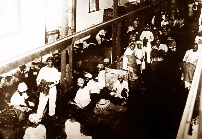 Framed Print : Sorting tobacco, St catherine, Jamaica Framed Print : Sorting tobacco, St catherine, Jamaica