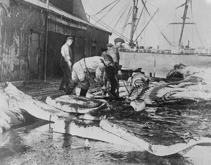 Framed Print : Sorting Whale Blubber Framed Print : Sorting Whale Blubber