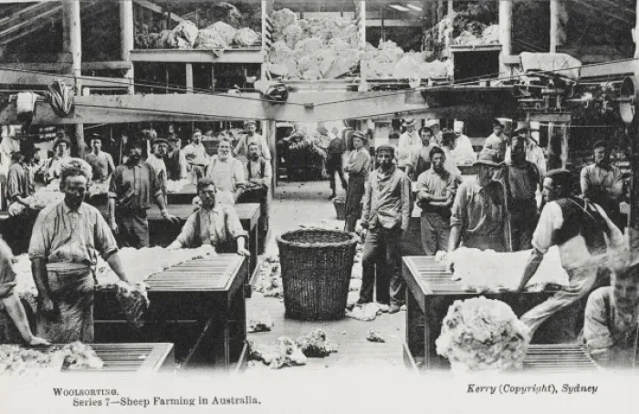 Framed Print : Sorting Wool - Australia Framed Print : Sorting Wool - Australia