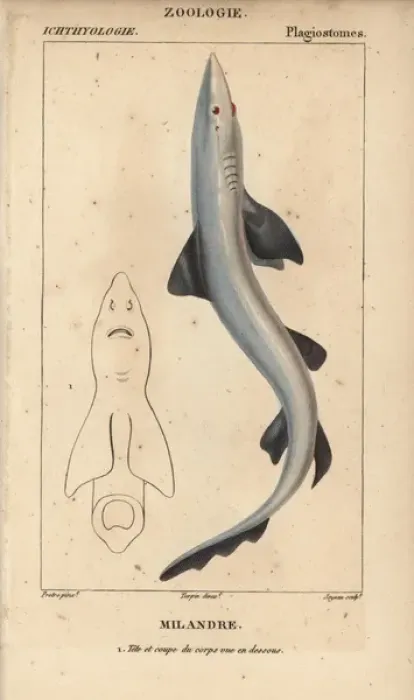 Framed Print : Soupfin or school shark, Galeorhinus galeus Framed Print : Soupfin or school shark, Galeorhinus galeus