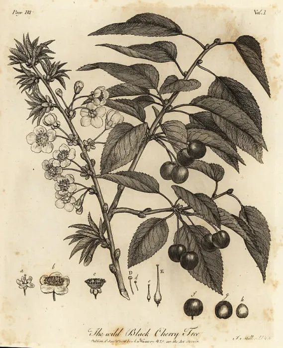 Framed Print : Sour cherry, tart cherry or dwarf cherry, Prunus cerasus Framed Print : Sour cherry, tart cherry or dwarf cherry, Prunus cerasus