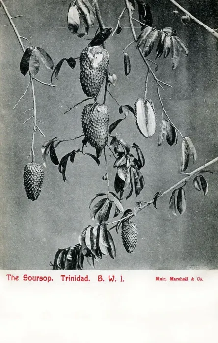 Framed Print : Soursop fruit - Trinidad and Tobago, West Indies Framed Print : Soursop fruit - Trinidad and Tobago, West Indies