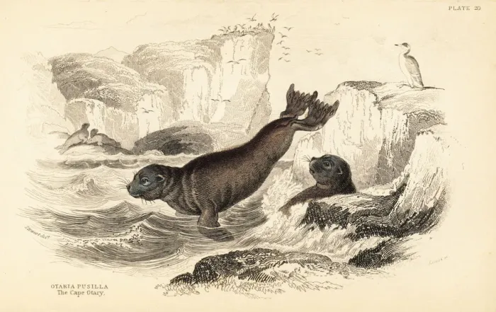 Framed Print : South African fur seal, Arctocephalus pusillus pusillus Framed Print : South African fur seal, Arctocephalus pusillus pusillus