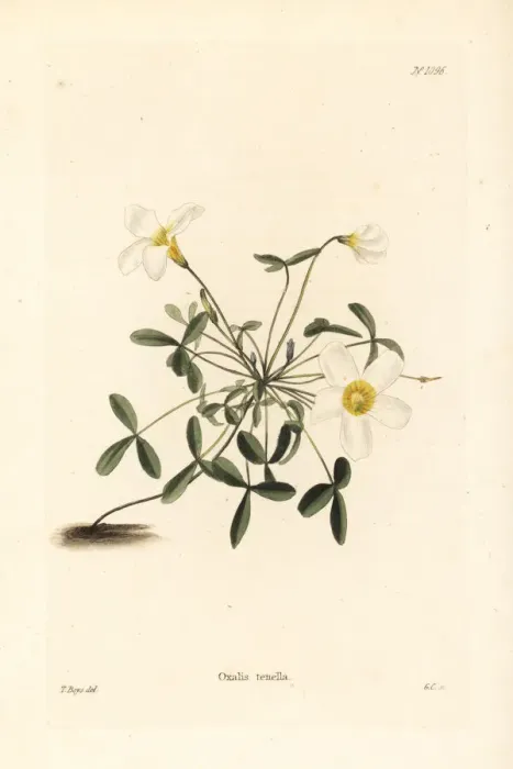 Framed Print : South African oxalis, Oxalis tenella Framed Print : South African oxalis, Oxalis tenella