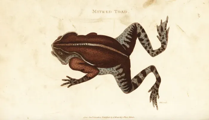 Framed Print : South American common toad, Rhinella margaritifera Framed Print : South American common toad, Rhinella margaritifera