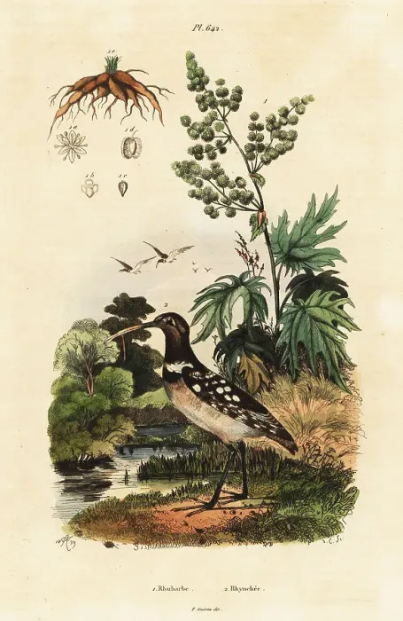Framed Print : South American painted-snipe and Chinese rhubarb Framed Print : South American painted-snipe and Chinese rhubarb