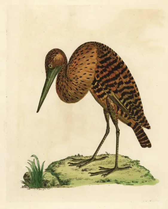 Framed Print : South American or pinnated bittern, Botaurus pinnatus Framed Print : South American or pinnated bittern, Botaurus pinnatus
