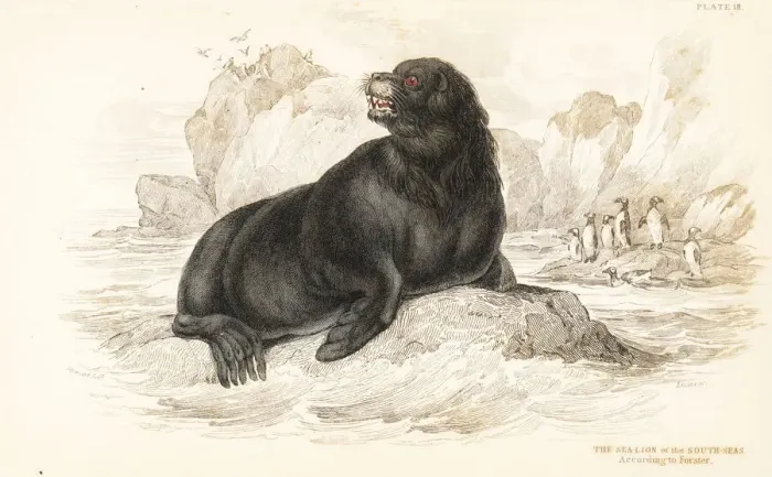 Framed Print : South American sea lion, Otaria flavescens Framed Print : South American sea lion, Otaria flavescens