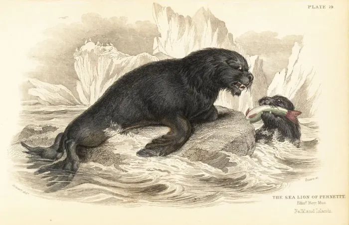 Framed Print : South American sea lion, Otaria flavescens Framed Print : South American sea lion, Otaria flavescens